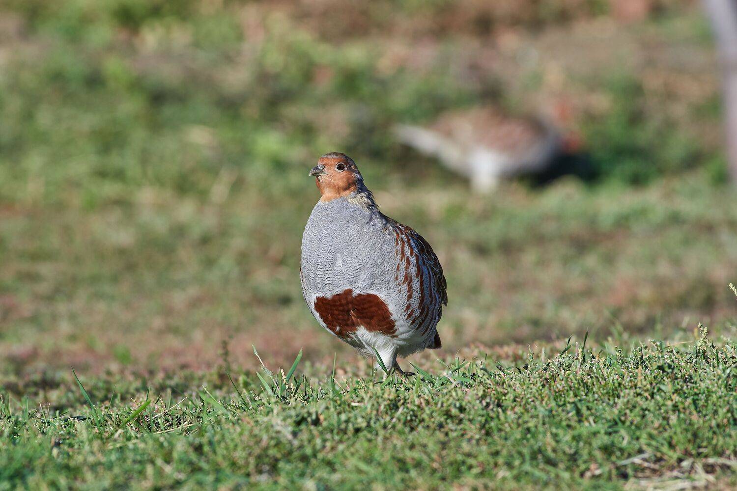 perdix perdix, perdix, серая куропатка, куропатка, Павел Сторчилов