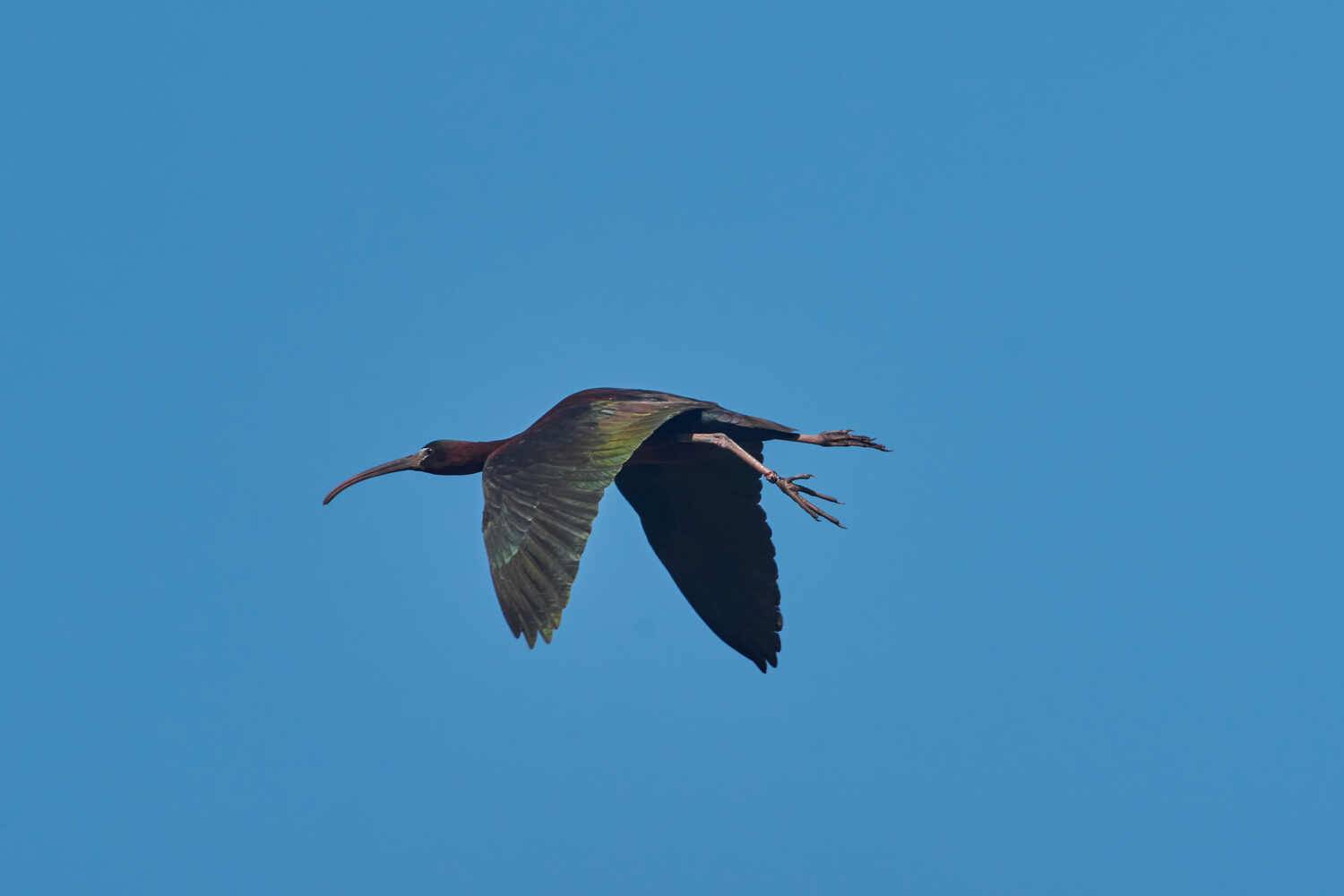 Plegadis falcinellus, каравайка, Павел Сторчилов