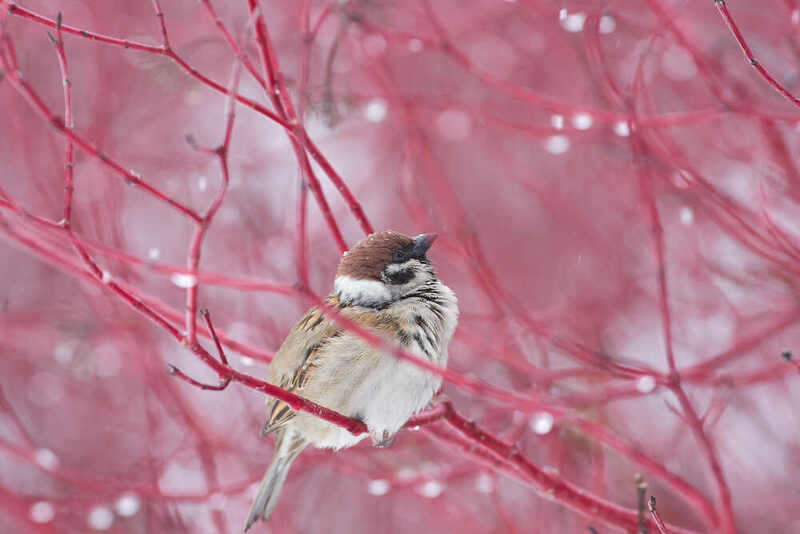 Passer montanus, полевой воробей Passer montanus фото превью