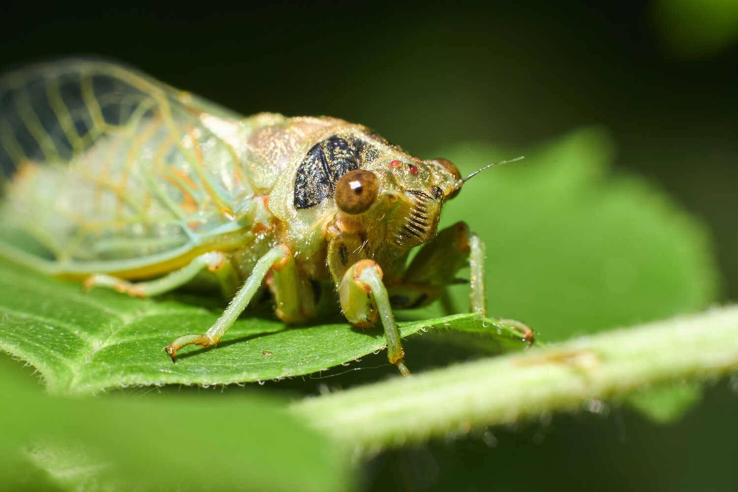 Cicadetta concinna, цикада степная, степная цикада, Павел Сторчилов
