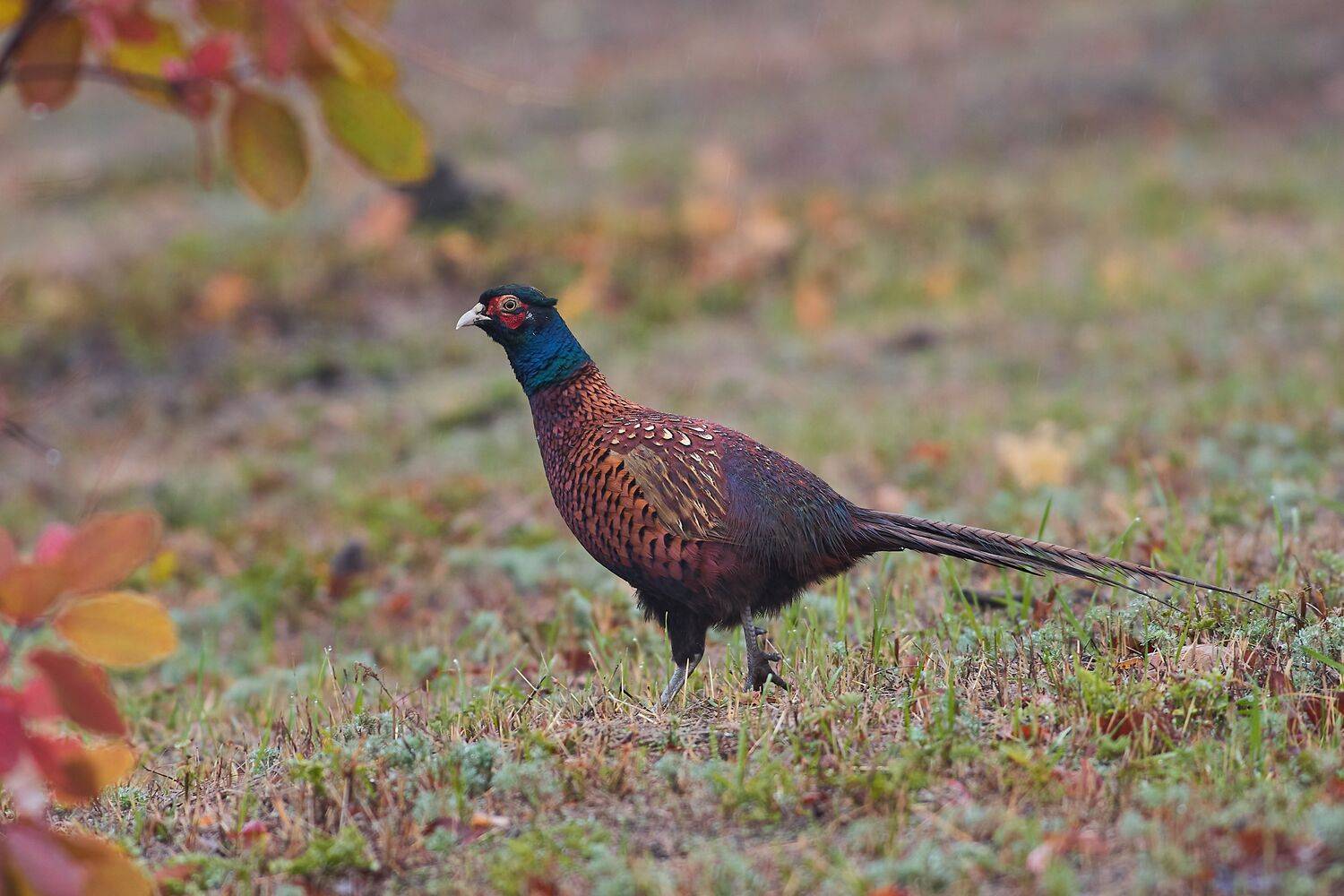 Phasianus colchicus, фазан, волгоград, россия, Павел Сторчилов