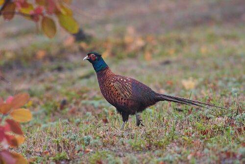 Phasianus colchicus