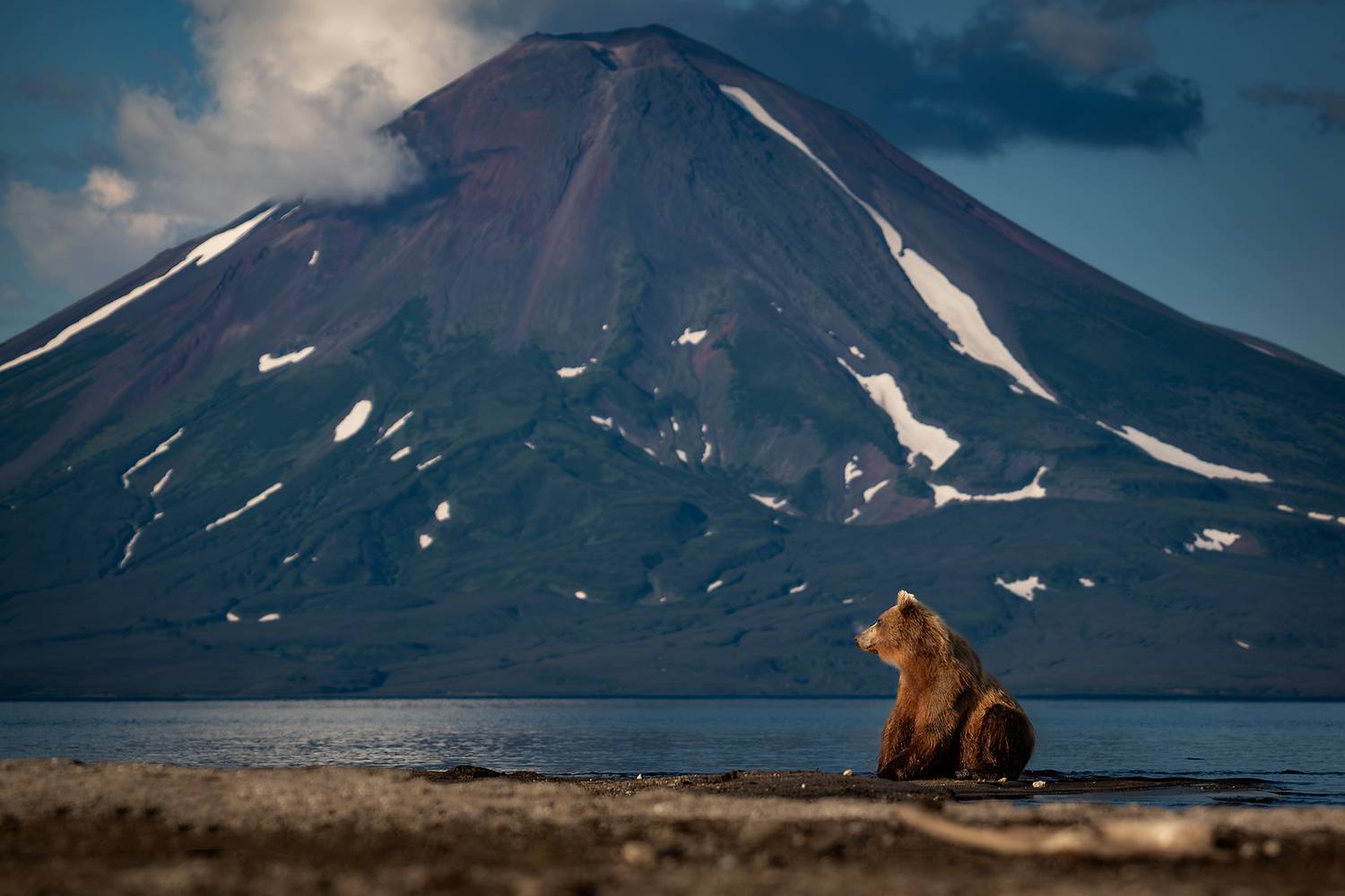 камчатка, медведь, вулкан, Будьков Денис