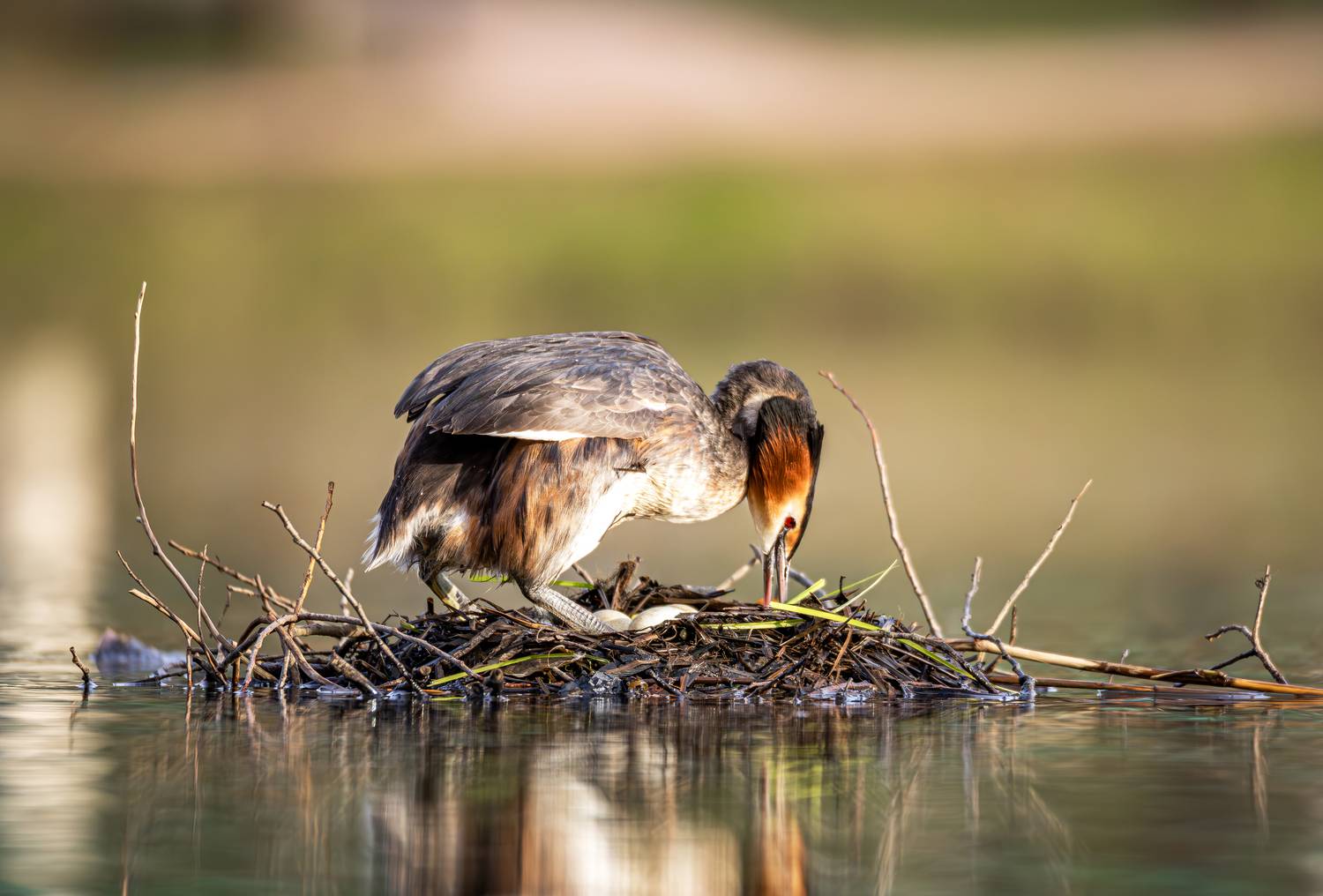 чомга, природа россии, птицы россии, птицы мира, птицы европы, водоплавающие, весна, апрель, фотоохота, орнитология, птицы москвы, дикая природа, дикие птицы, животные, птицы, Жгилёв Сергей