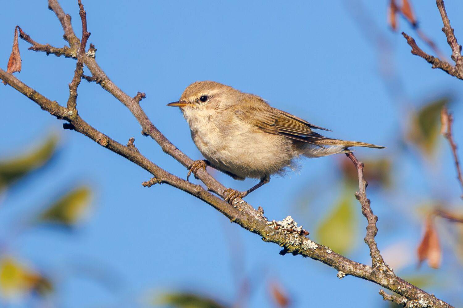 пеночка, Волков Алексей