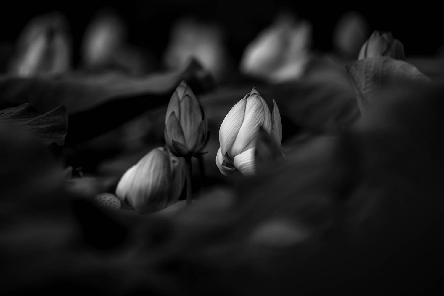 , Соварцева Ксения