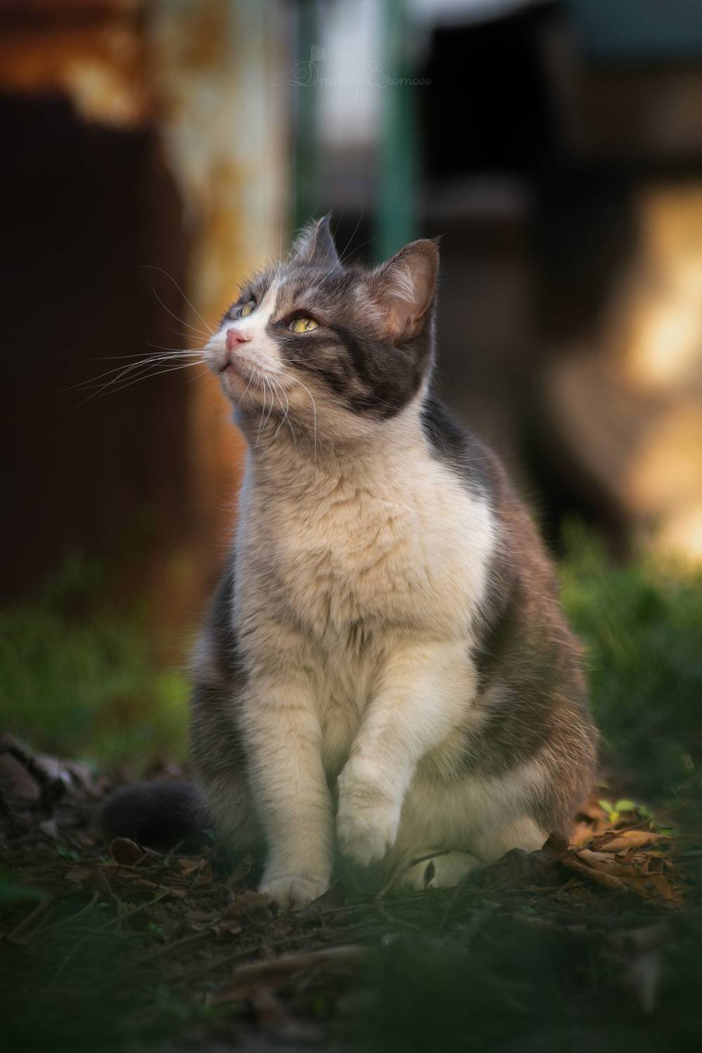 кошка, взгляд, животные, котопортрет, Дмитрий Еремеев