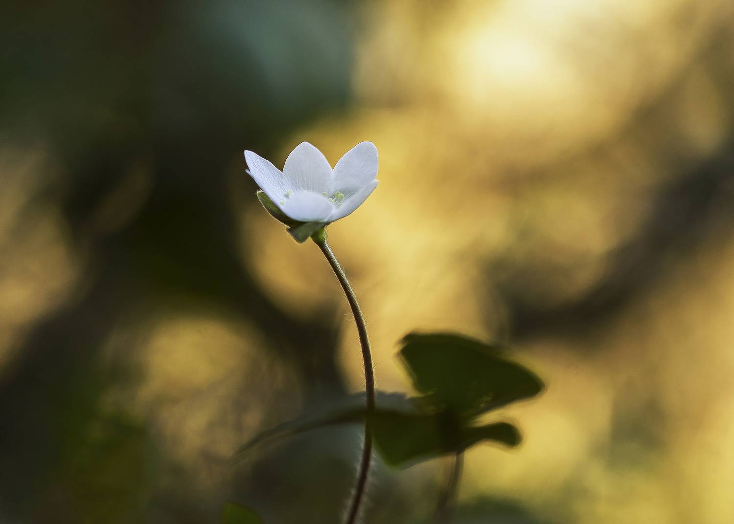 plant, close up, springtime, bokeh, vegetable, flower, nature, Andr&eacute;s Emilio