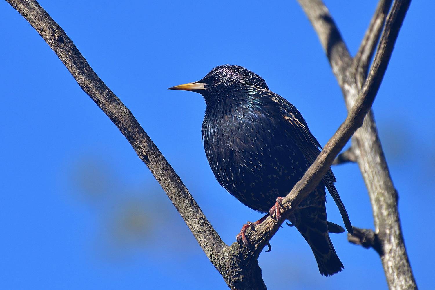 , Корнейчук Игорь