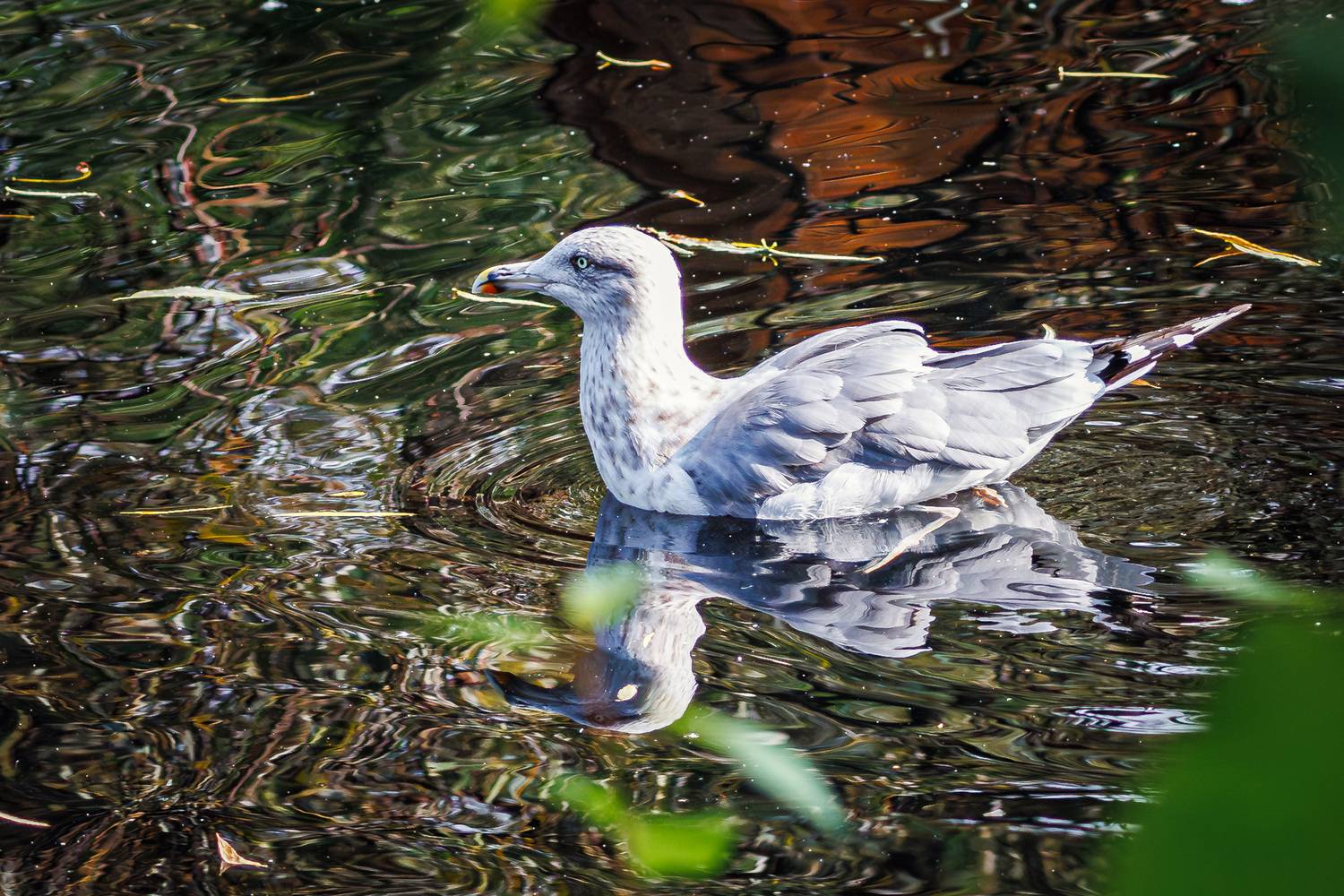 серебристая, чайка, Волков Алексей
