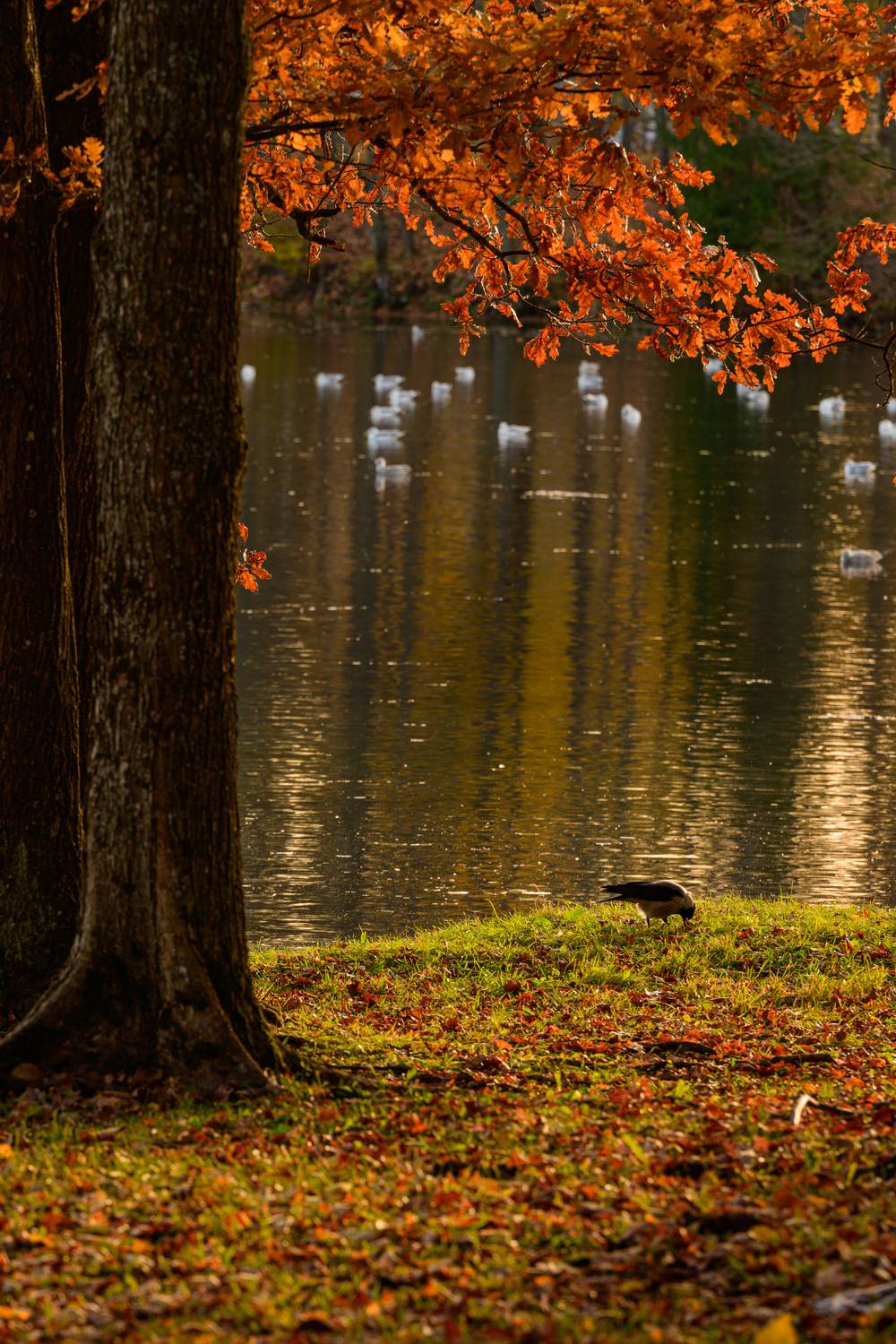 осень, парк, деревья, озеро, листопад, никон, пейзаж, гатчина, Сторожев Олег