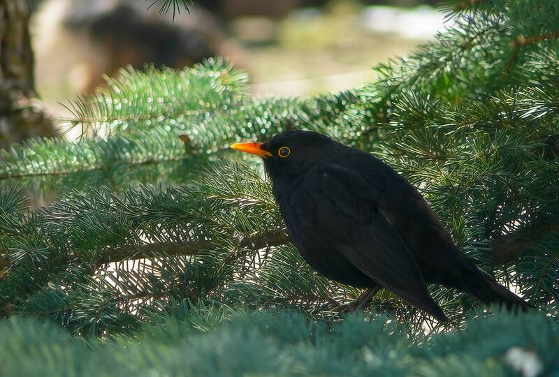 дрозд, чёрный дрозд, turdus merula Очень скромный дрозд фото превью