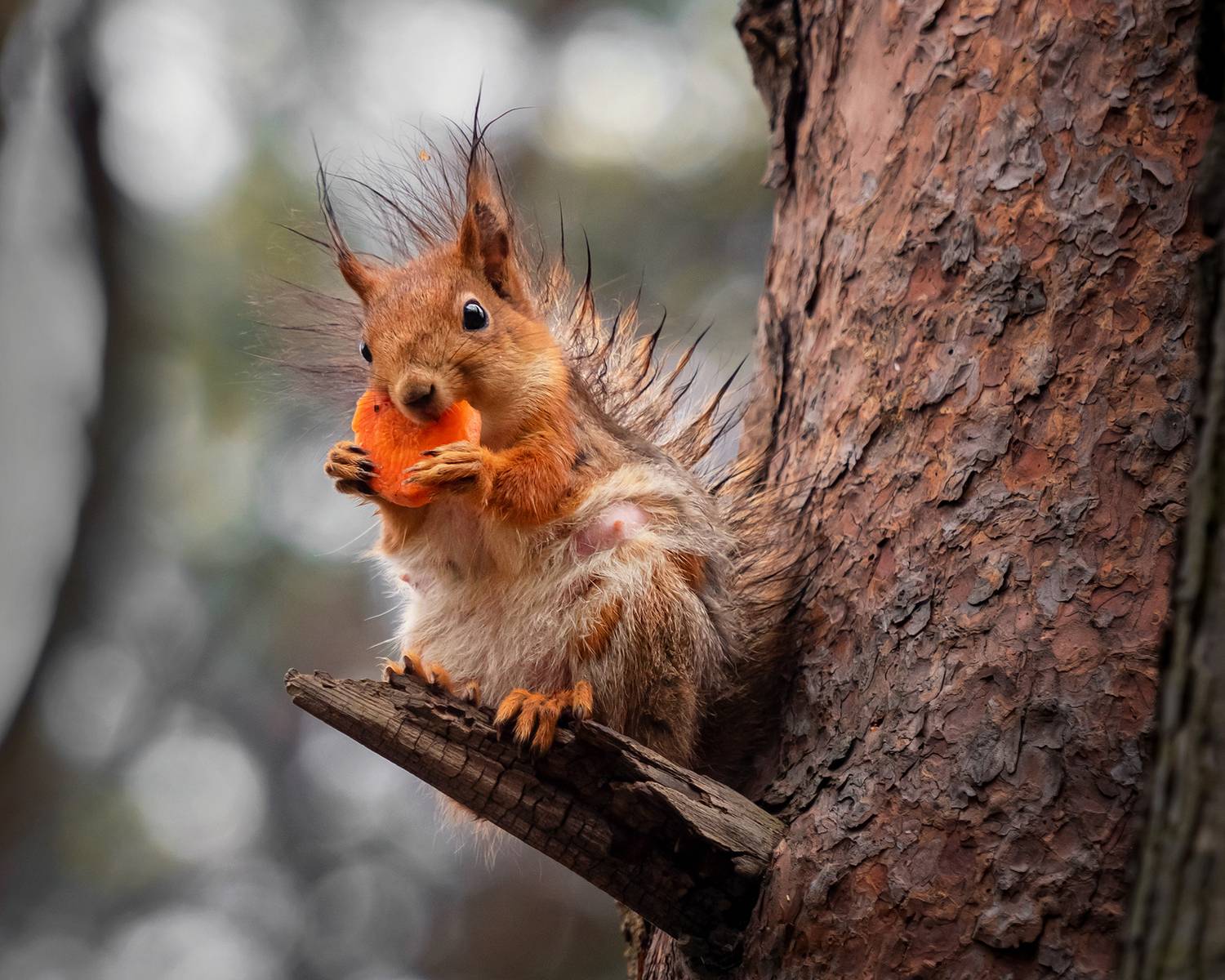 , Людмила Завьялова