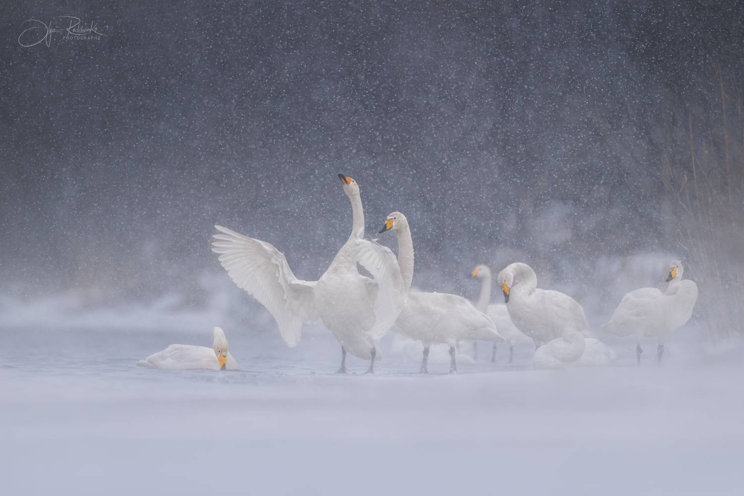 алтай, лебедь-кликун, кликун, лебедь, птица, фотоохота, swan, cygnus cygnus, алтайский край, Рудченко Ольга