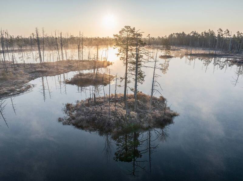 Утро на болоте фото превью