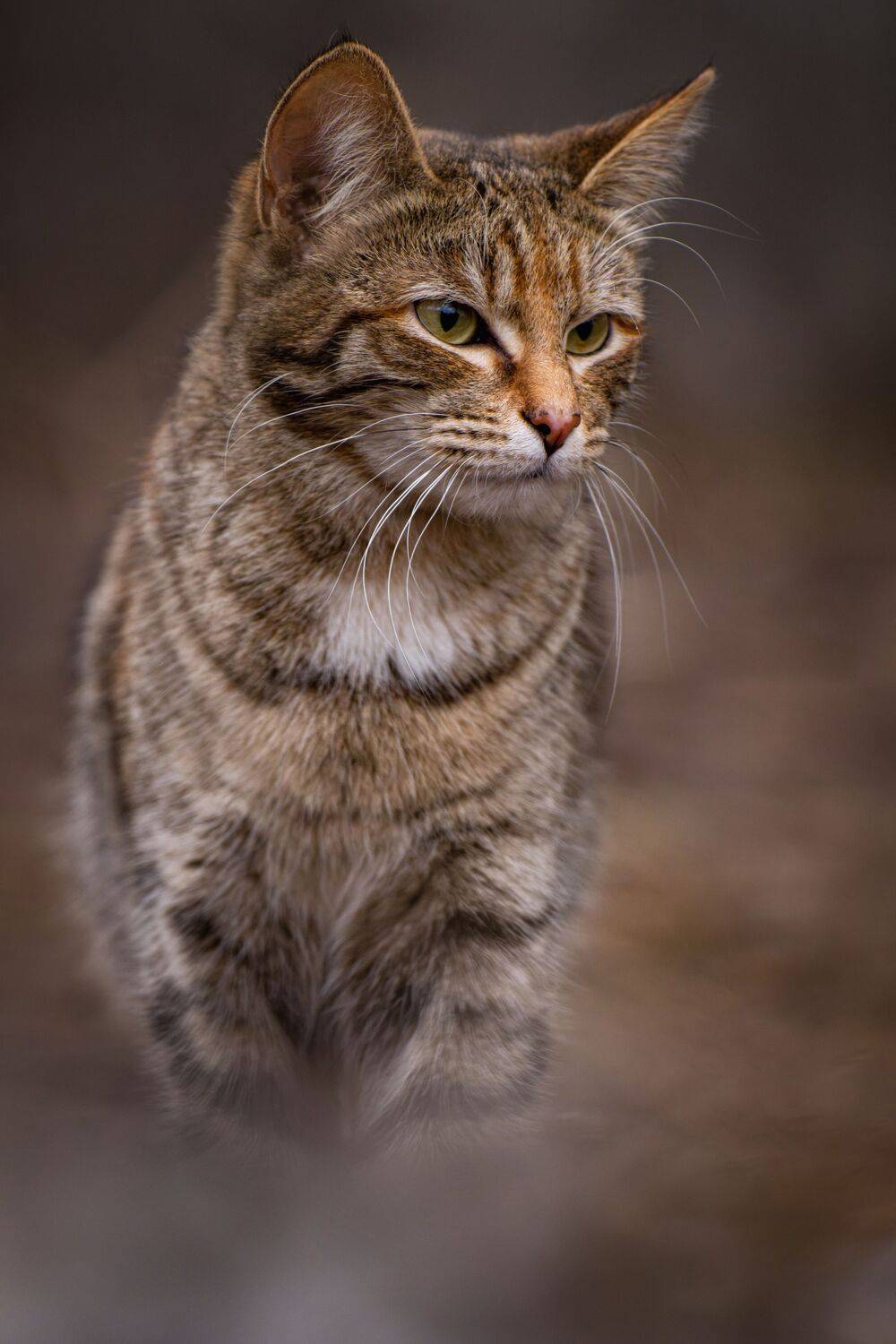 анималистика, портрет, животные, стрит, котики, Леша Родин