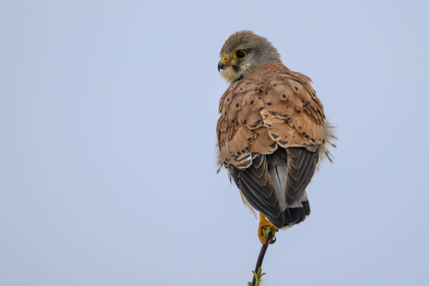 , Пупонин Сергей