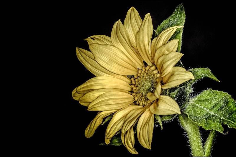 подсолнух/Sonnenblume фото превью