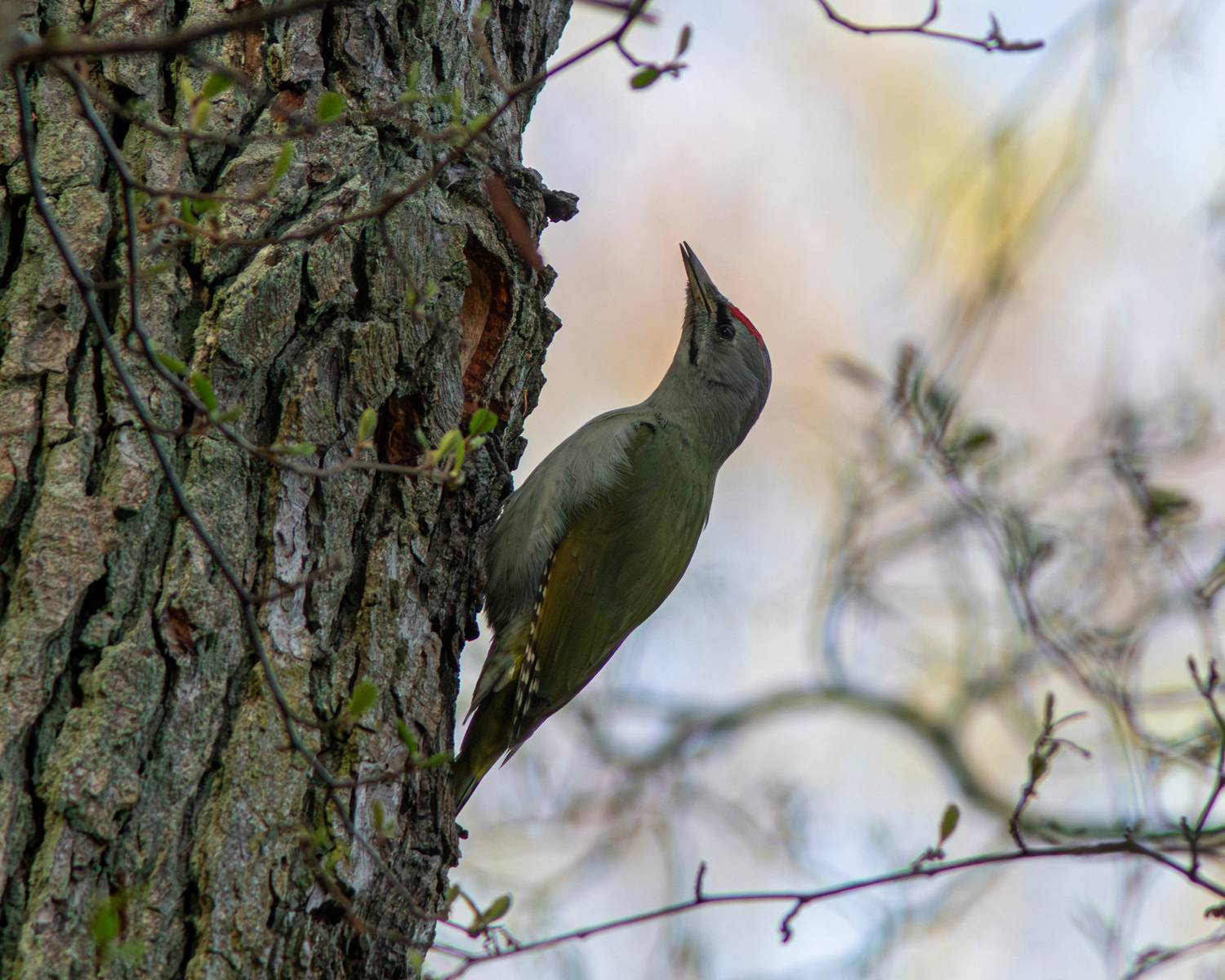 седой дятел, седоголовыйдятед, дятел, picus canus, picus, grey-headed woodpecker, woodpecker, Бондаренко Георгий