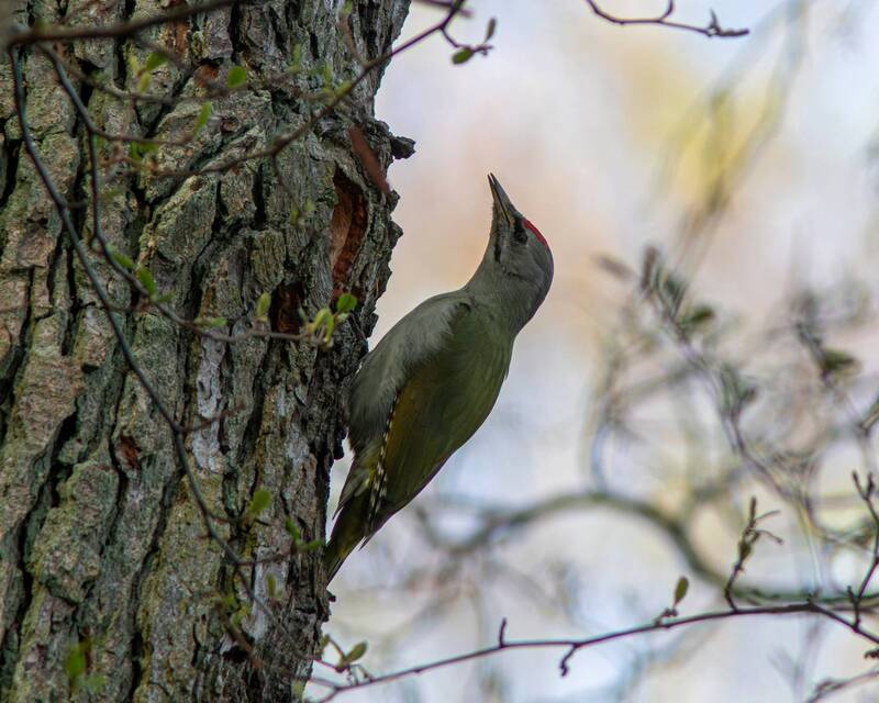 седой дятел, седоголовыйдятед, дятел, picus canus, picus, grey-headed woodpecker, woodpecker Седой дятел поёт фото превью