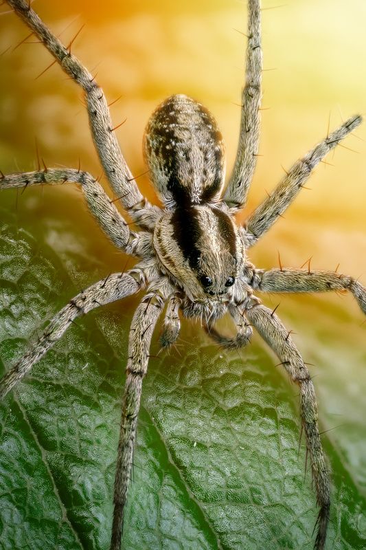 Паук-волк фото превью