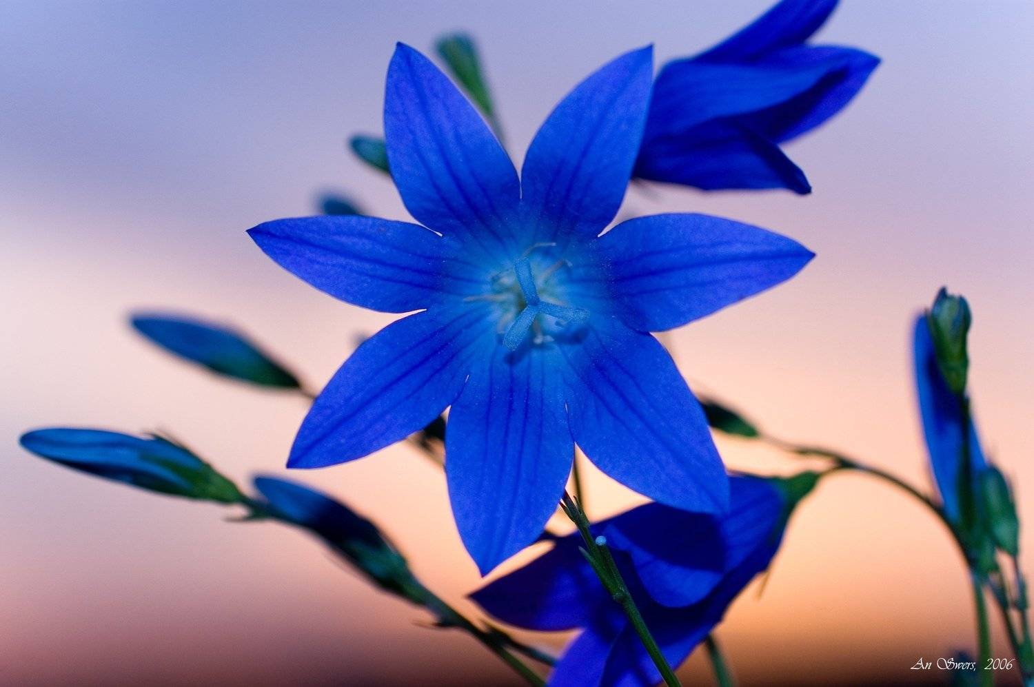 , Андрей Север