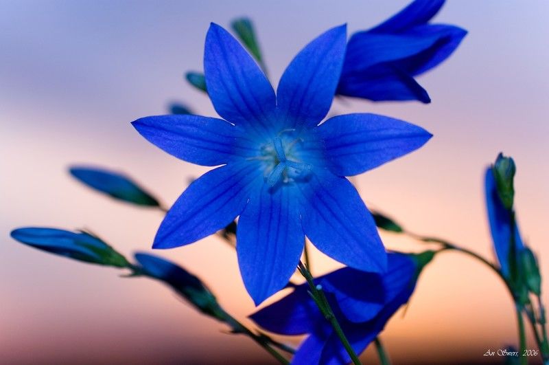 Вечерняя фото превью