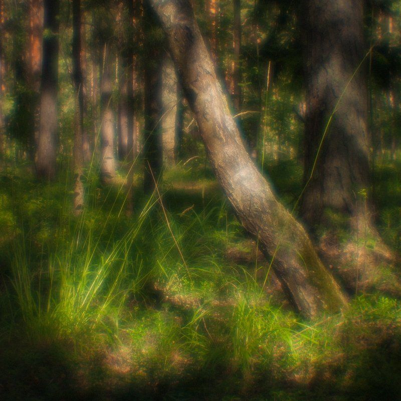 пейзаж, природа, монокль, monolens, дубна, пиктореализм Там, на неведомых дорожках фото превью