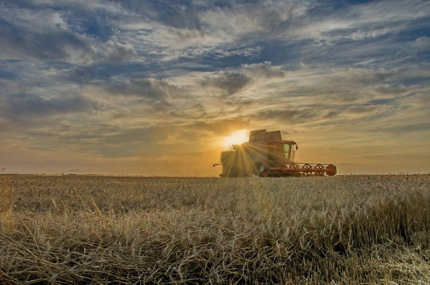 Вечер, Жатва, Закат, Июль, Комбайн, Пшеница, Валерий Наумов