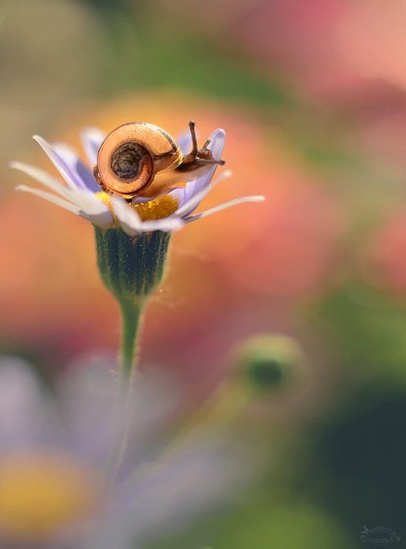Calineczka фото превью