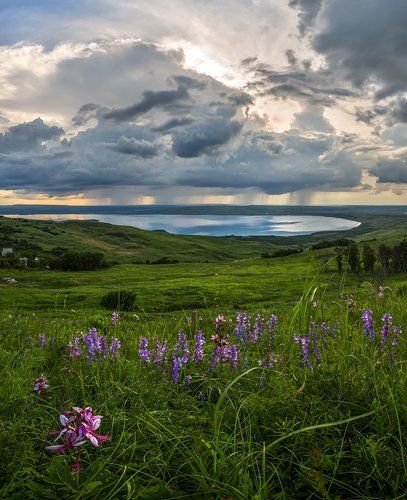 Цветы кургана Лохматый, или наступает гроза на Сенгилей.