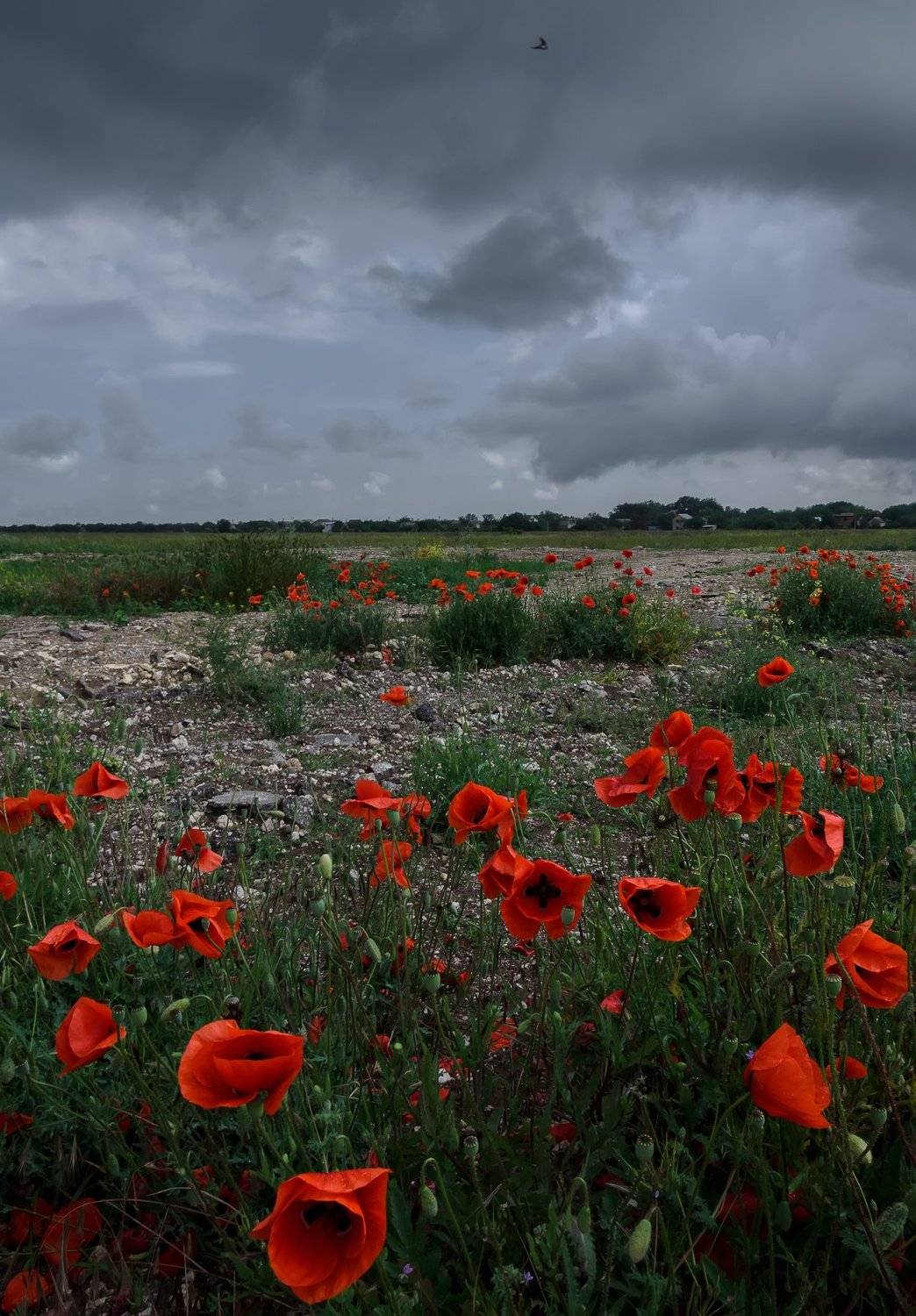 , Анатолий Щербак