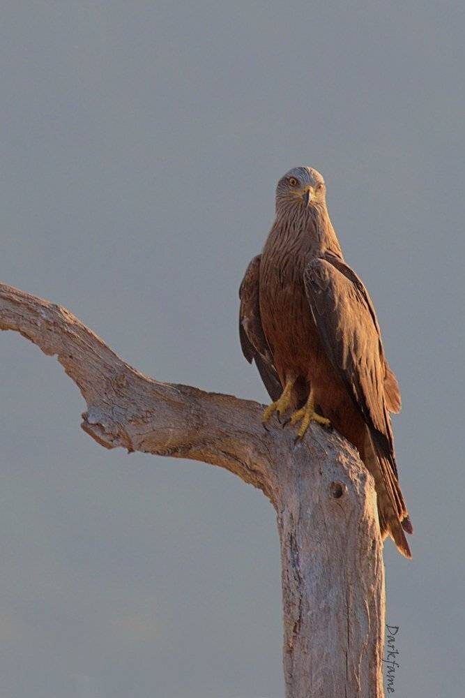 , Георги Славов