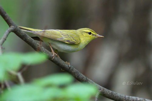 Пеночка-трещотка - Phylloscopus sibilatrix