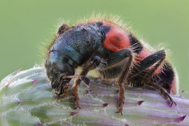 ///// фото превью