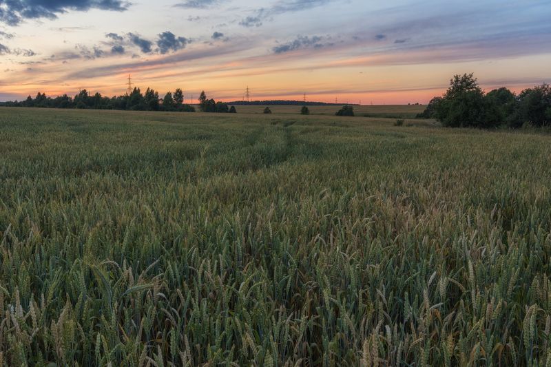 Новый урожай фото превью