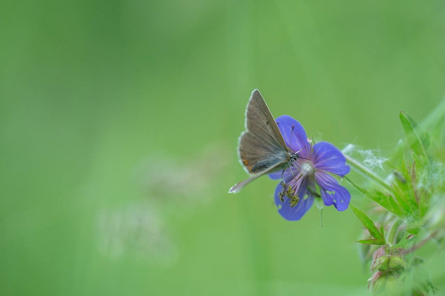 , Татьяна Гасс