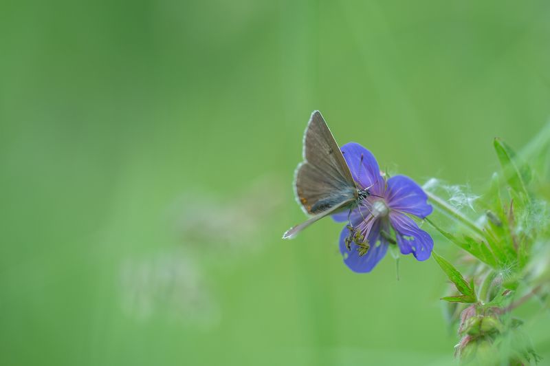 Просто бабочка. фото превью