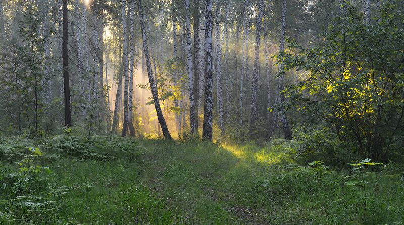 солнечный свет, туман, лес, утро, июнь Июньское утро фото превью