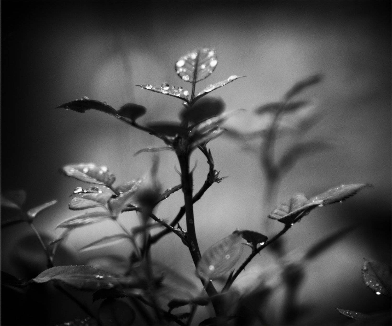 линии, пятна, природа, абстракция, valeko