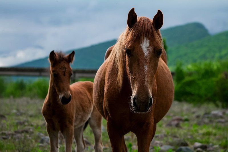 море абхазия горы небо пейзаж закат путешествия отдых  Лошади Абхазии фото превью