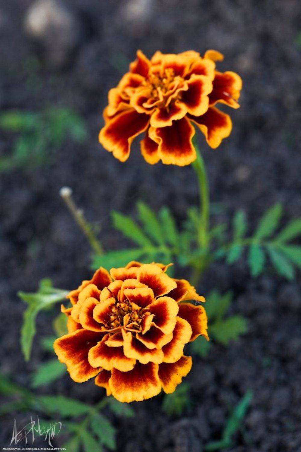 , Александр Мартынов