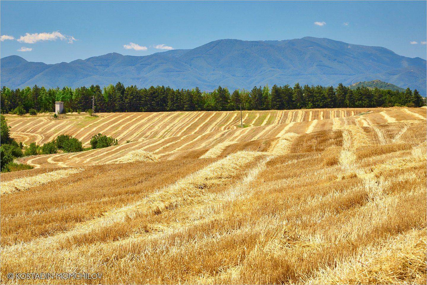 , Kostadin Momchilov