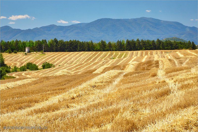 Summer Pattrens фото превью