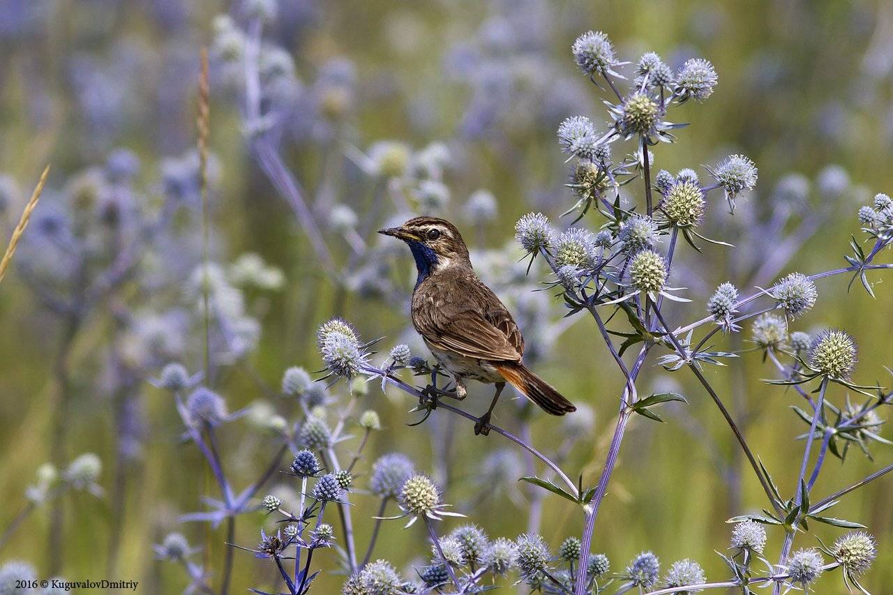 , Дмитрий Кугувалов