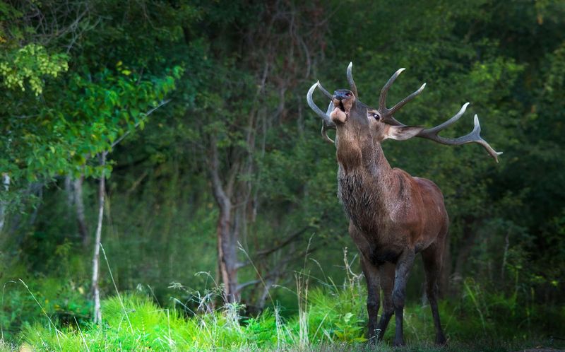 ..... фото превью