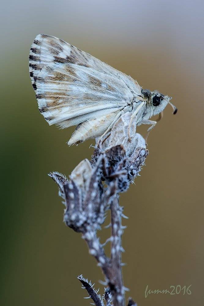 , Игорь ФУММ