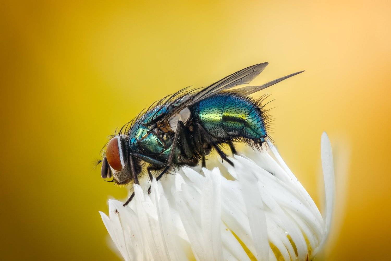 , Эльдар Гуртуев