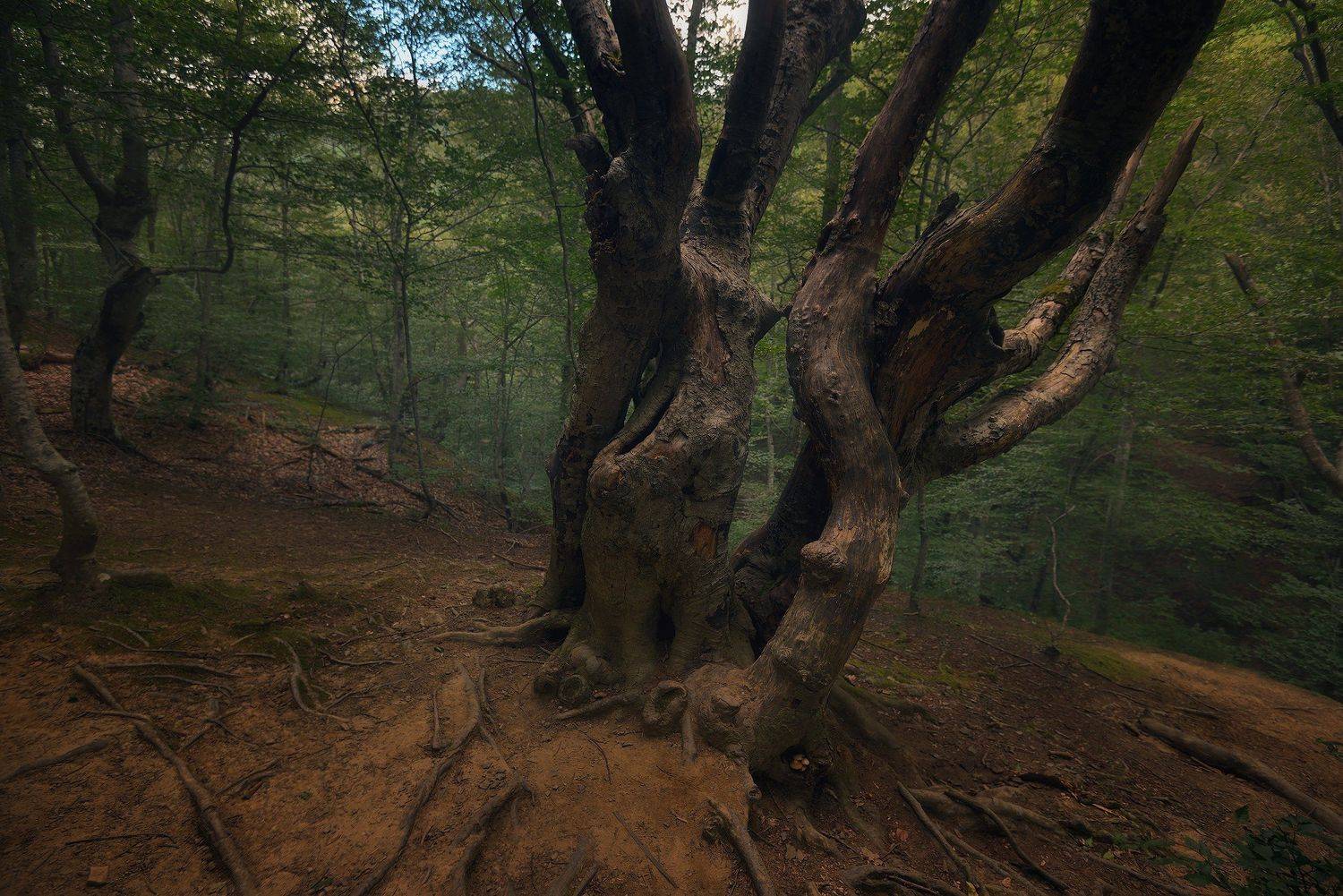 Nikon d600, Горы, Крым, Лес, Природа, Алексей Никонов