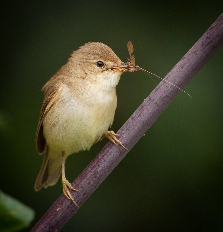 Болотная камышовка с добычей фото превью